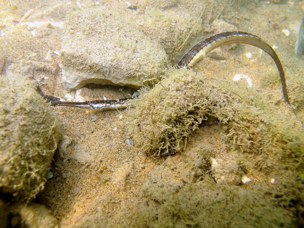Adriatic pipefish (Syngnathus taenionotus) — Syngnathidae
