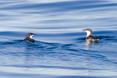 Synthliboramphus scrippsi