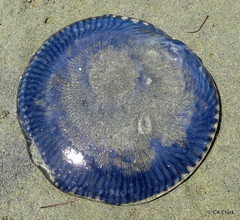 Aequorea forskalea