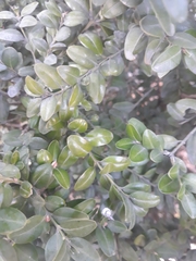 Buxus