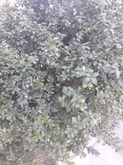 Buxus