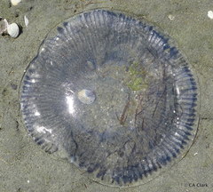 Aequorea forskalea