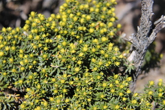Ozothamnus ledifolius