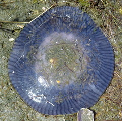 Aequorea forskalea
