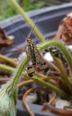 Panorpa lacedaemonia