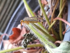 Panorpa lacedaemonia