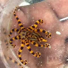 Hapalochlaena maculosa