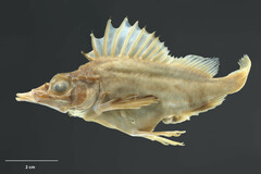 Alert Pigfish photo 1