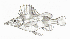 Alert Pigfish photo 3