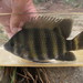 African Cichlids - Photo (c) H.T.Cheng, some rights reserved (CC BY-NC), uploaded by H.T.Cheng