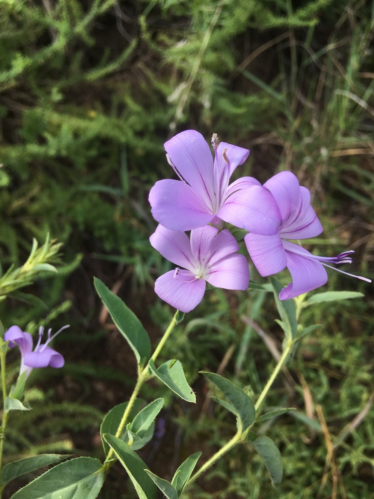 Barleria meyeriana