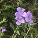 Barleria meyeriana - Photo (c) Alison Young, μερικά δικαιώματα διατηρούνται (CC BY-NC), uploaded by Alison Young