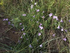 Barleria meyeriana