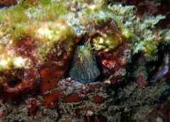 Parablennius intermedius