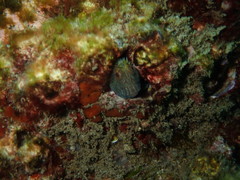 Parablennius intermedius