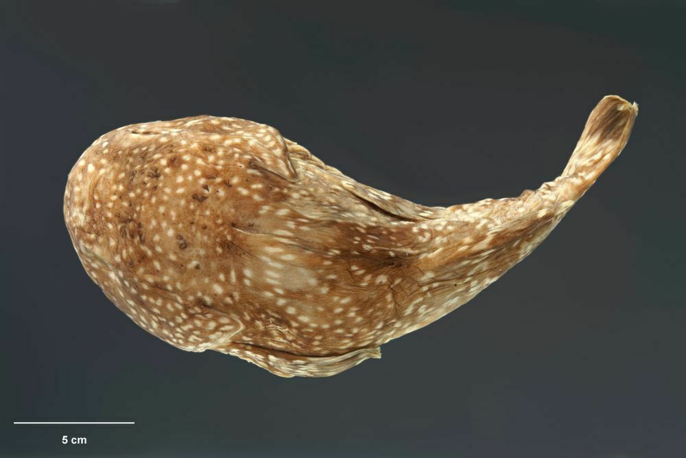 Southern Dark Toadfish