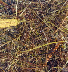Zostera muelleri