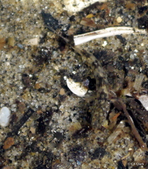 Gobiomorphus cotidianus