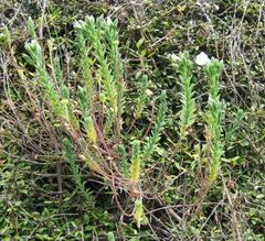 Linum monogynum monogynum
