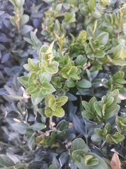 Buxus