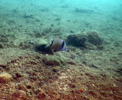 Diplodus vulgaris