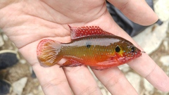 Hemichromis