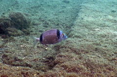 Diplodus vulgaris