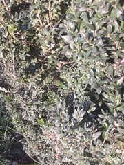 Buxus