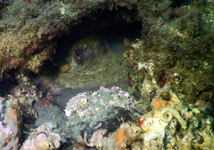 Octopus vulgaris