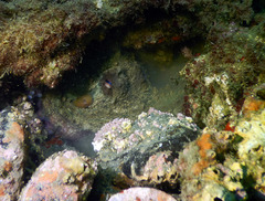 Octopus vulgaris