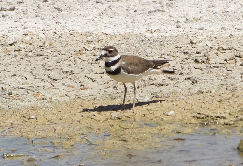 Killdeer photographed in Nevada