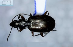 Agonum sordens