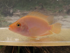 Amphilophus citrinellus