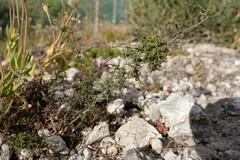 Limonium acuminatum