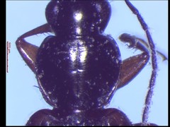Agonum sordens