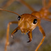 Asian Weaver Ant - Photo (c) portioid, some rights reserved (CC BY-SA), uploaded by portioid