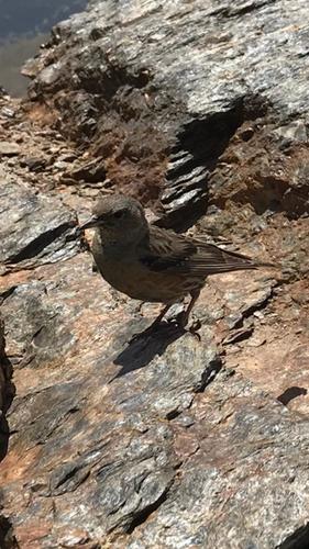 Alpine Accentor, Granada, Spain, photo 9 of 10