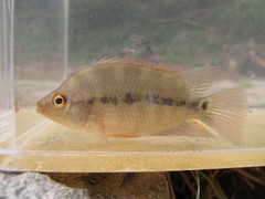 Amphilophus citrinellus