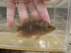 Amphilophus citrinellus