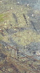 Gobiomorphus cotidianus