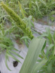 Setaria italica