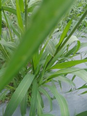 Setaria italica