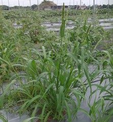Setaria italica