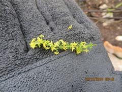 Galium capense capense