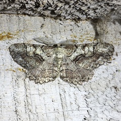 Cymatophora approximaria