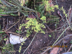 Galium capense capense