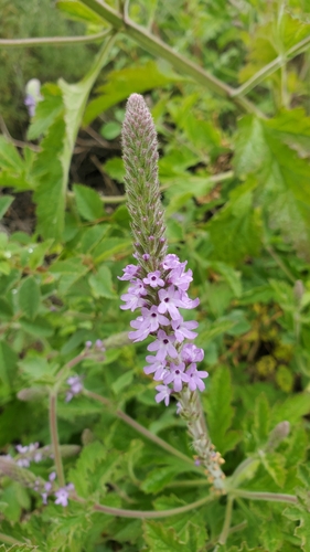 iNaturalist observation photo of western vervain