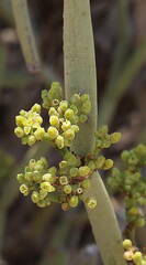 Cissus subaphylla image