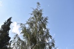 Cupressus torulosa