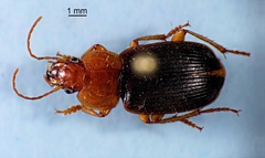 Amphasia interstitialis